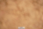 240526A-142100-08509