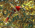 Scarlet Macaw perched in tree, Costa Rica