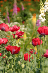 1 Poppies and Foxgloves