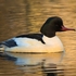 Goosander