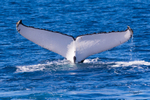 Fluke 1 0A3A4586