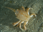 Corystes cassivelaunus