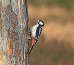 Greater Spotted Woodpecker - Dendrocopos major