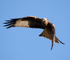 Red Kite