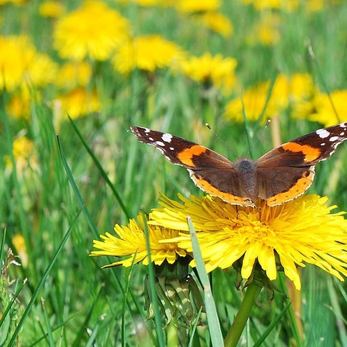 Dandelions