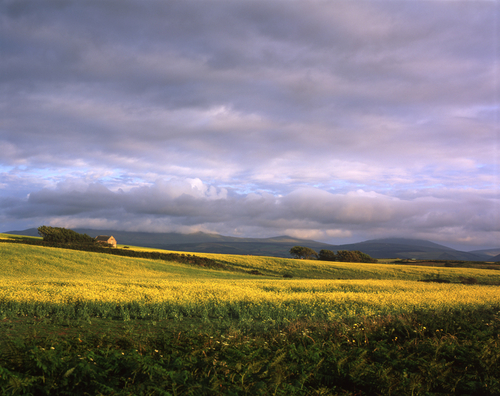 The sort of scene that you just dream of coming across as a landscape photographer. A field of rapeseed in flower cat…
