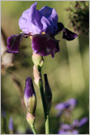 Iris germanica 'Lothario'