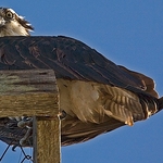Buzzard-perch-1-0513