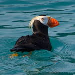 Tufted Puffin swimming on the water in Resurrection Bay