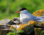 Arctic Tern adult and chick, Farne Islands