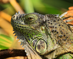 Green Iguana close-up, Costa Rica