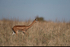 Gerenuk (f)