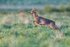 Roe Deer (Capreolus capreolus) leaping