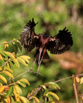Glossy Ibis portfolio