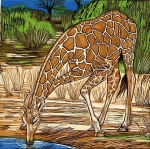 Giraffe Drinking, Samburu, Kenya