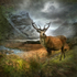 Monarch of the Glen , Glencoe