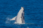HB Calf Breach 16. 0A3A7095