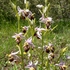 Apennine Late Spider orchid (Ophrys dinarica also Ophrys fuciflora ssp dinarica).