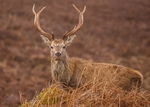 Latest Images portfolio