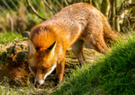 fox vulpes vulpes-012