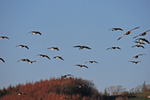 Barnacle Geese