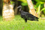 American Black Vulture portfolio