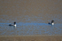 Great Northern Divers