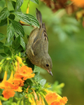 Slaty Flowerpiercer (female), Boquete, Panama