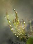dew on Tortula