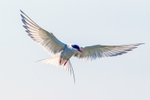 Artic Tern