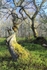 Oakwood trees