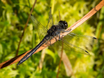 Dragonflies & Damselflies portfolio