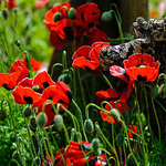 Field of Poppies
