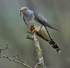 Male Cuckoo.