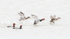 REDHEAD DUCKS, INNER BAY - LONG POINT