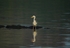 GREY HERON 1