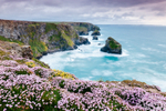 Pink Thrift by Bedruthan Steps (1)