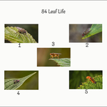 Leaf Life