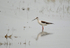 Black-winged Stilts