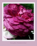 Rosa 'President de Seze'