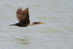Cormorant