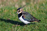 Lapwing
