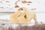 Fighting Polar Bear bites paw, Churchill, Canada