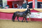 SBM_15991