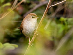 Cetti's Warbler