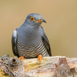 Cuckoo (male) close-up, Scotland