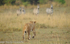 Lionness and zebras.
