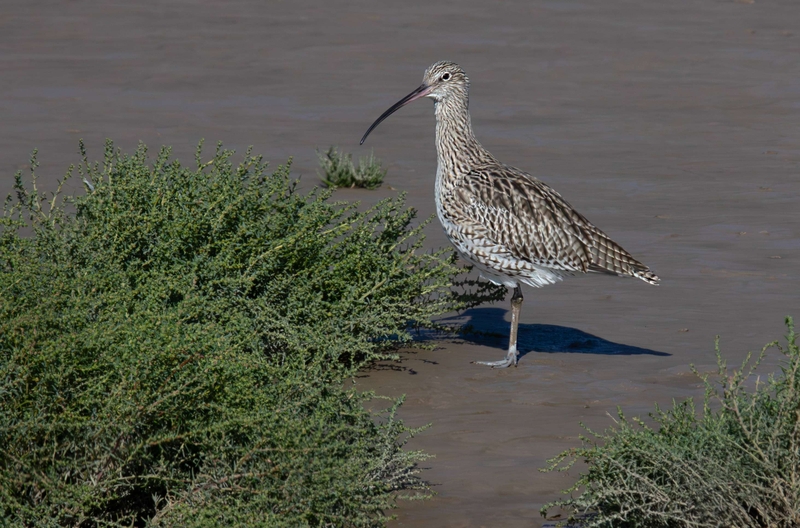 Eurasian Curlew - Dee Estuary - North Wales