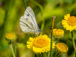 Green-veined White