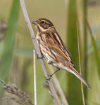 Reed Bunting portfolio